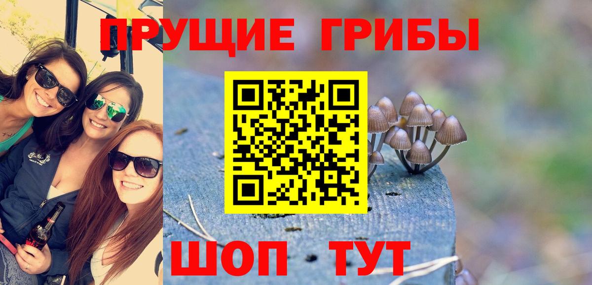 Псилоцибиновые грибы Psilocybe Асбест